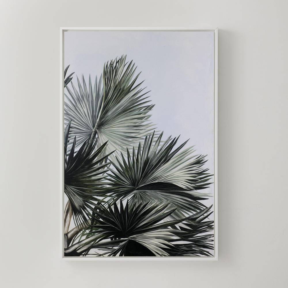 Fan Palm