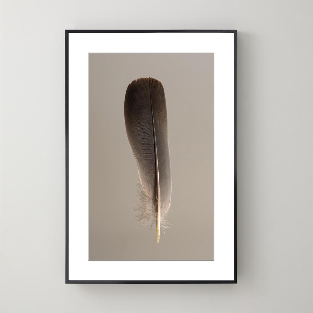 Pluma Grey