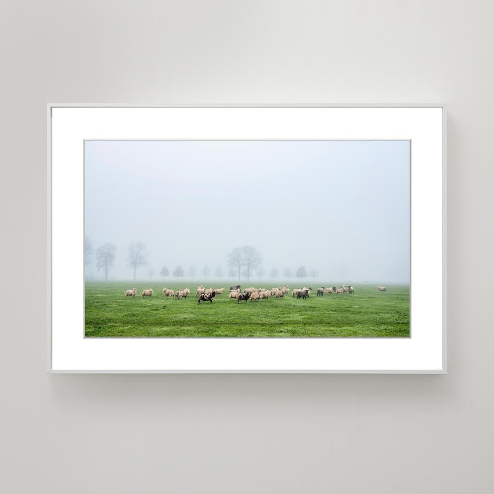 Holland Sheep