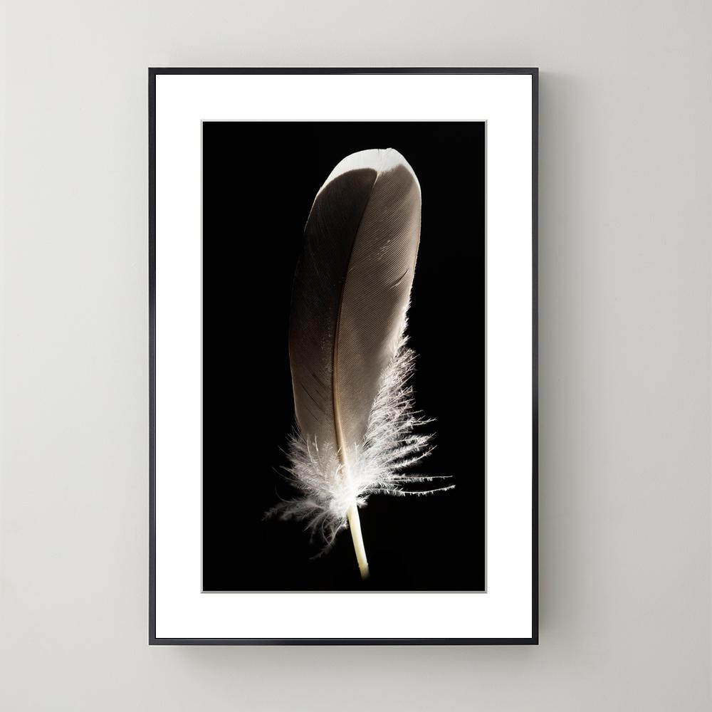 Pluma Dark Grey