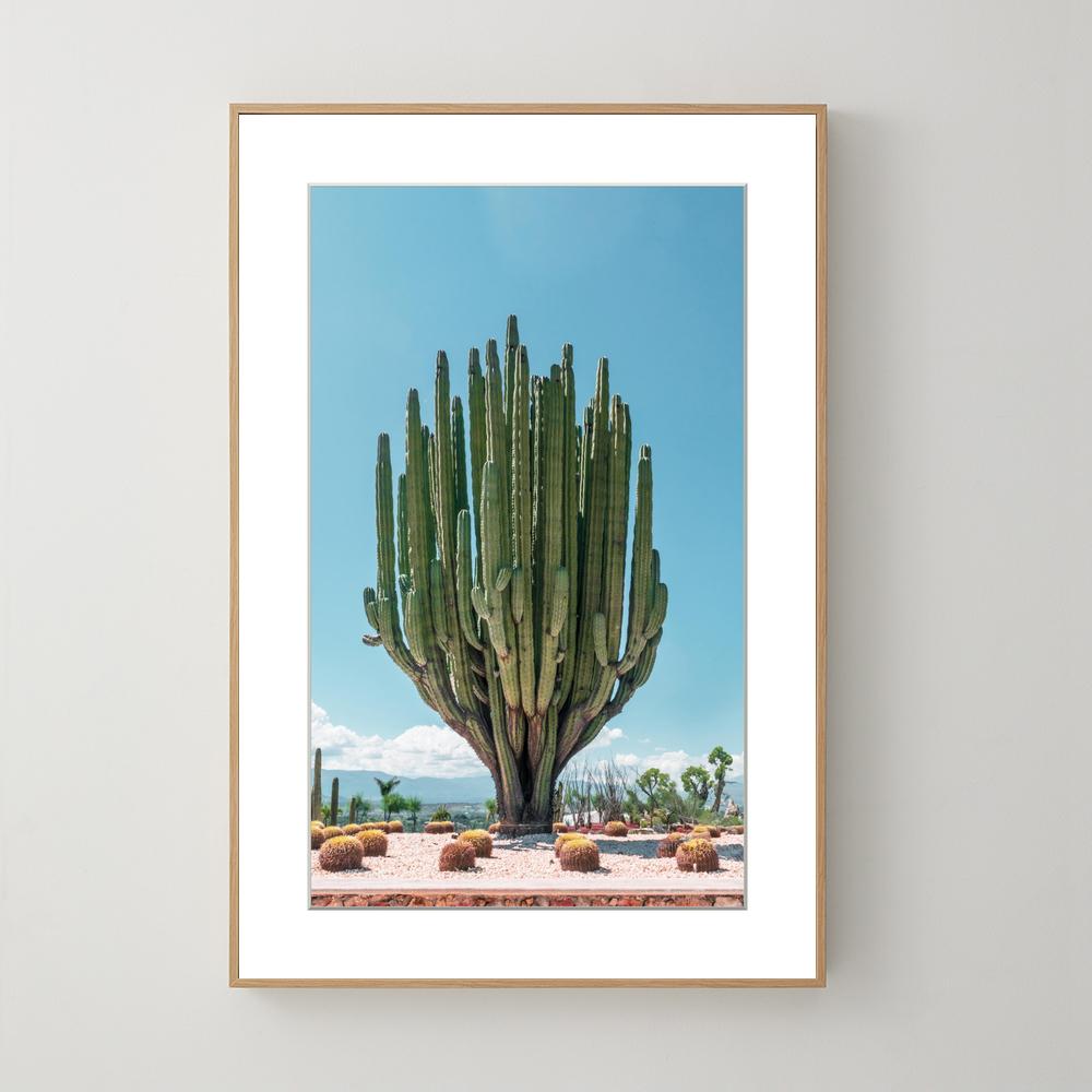 Morelos Cactus