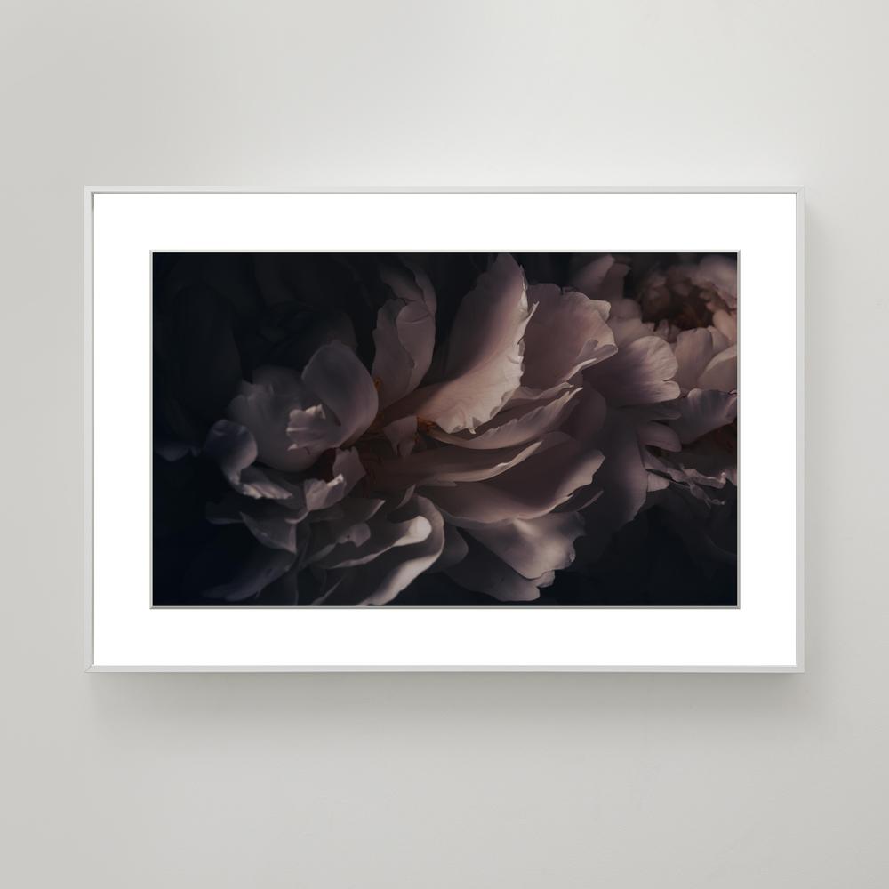 Pale Peonies
