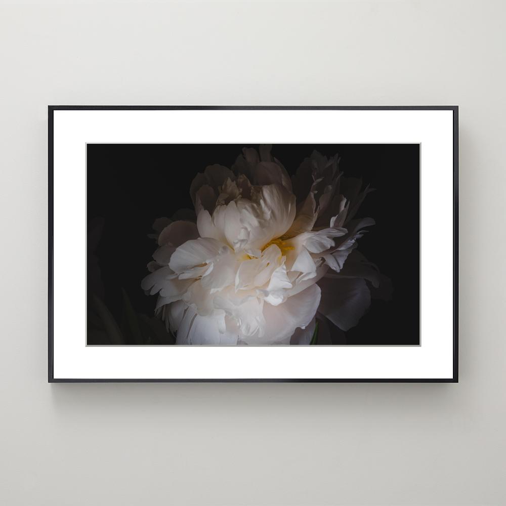 White Peonies