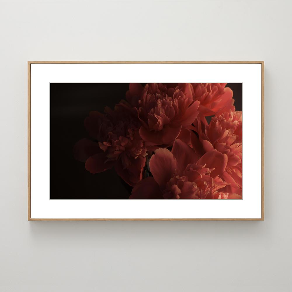 Red Peonies